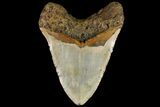 Huge, Fossil Megalodon Tooth - North Carolina #109769-2